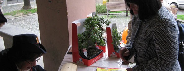2010 – Bonsai